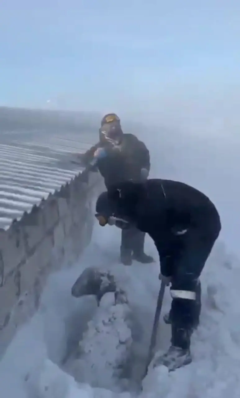 حیوانات در کرمان به خاطر بارش شدید برف یخ زدند