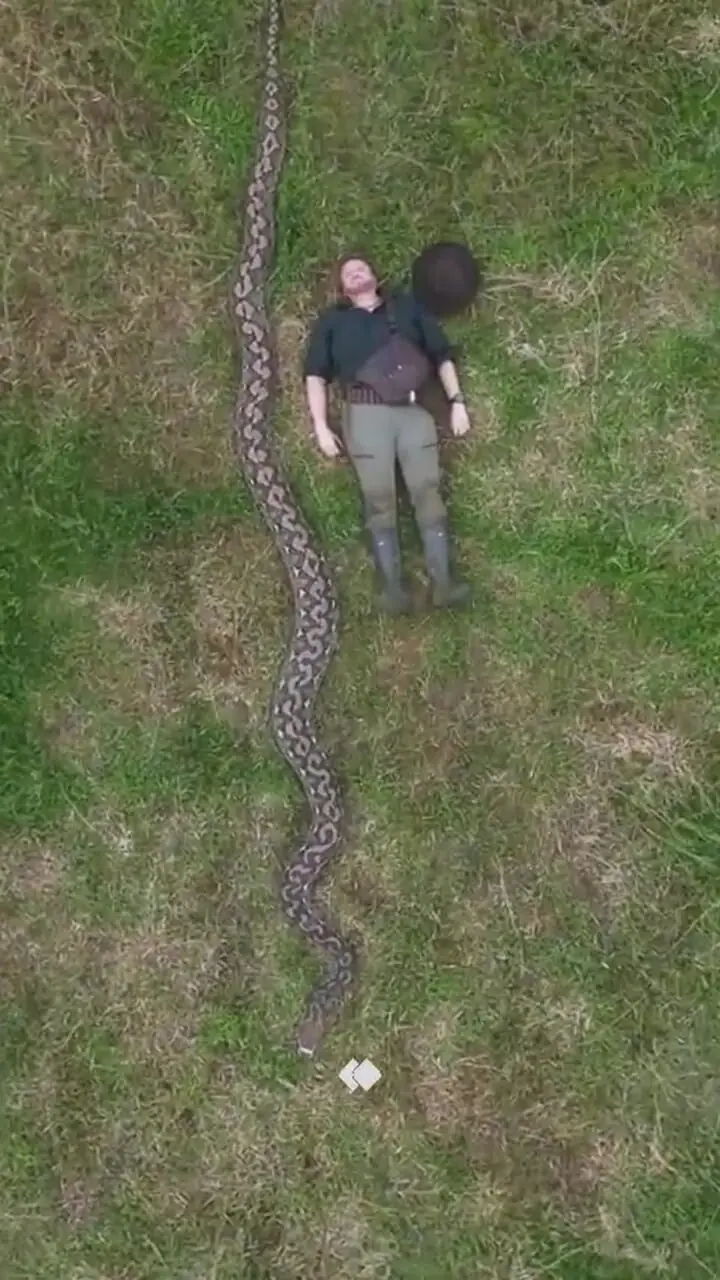 کشف طولانی‌ترین مار وحشی جهان با بیش از ۷ متر طول