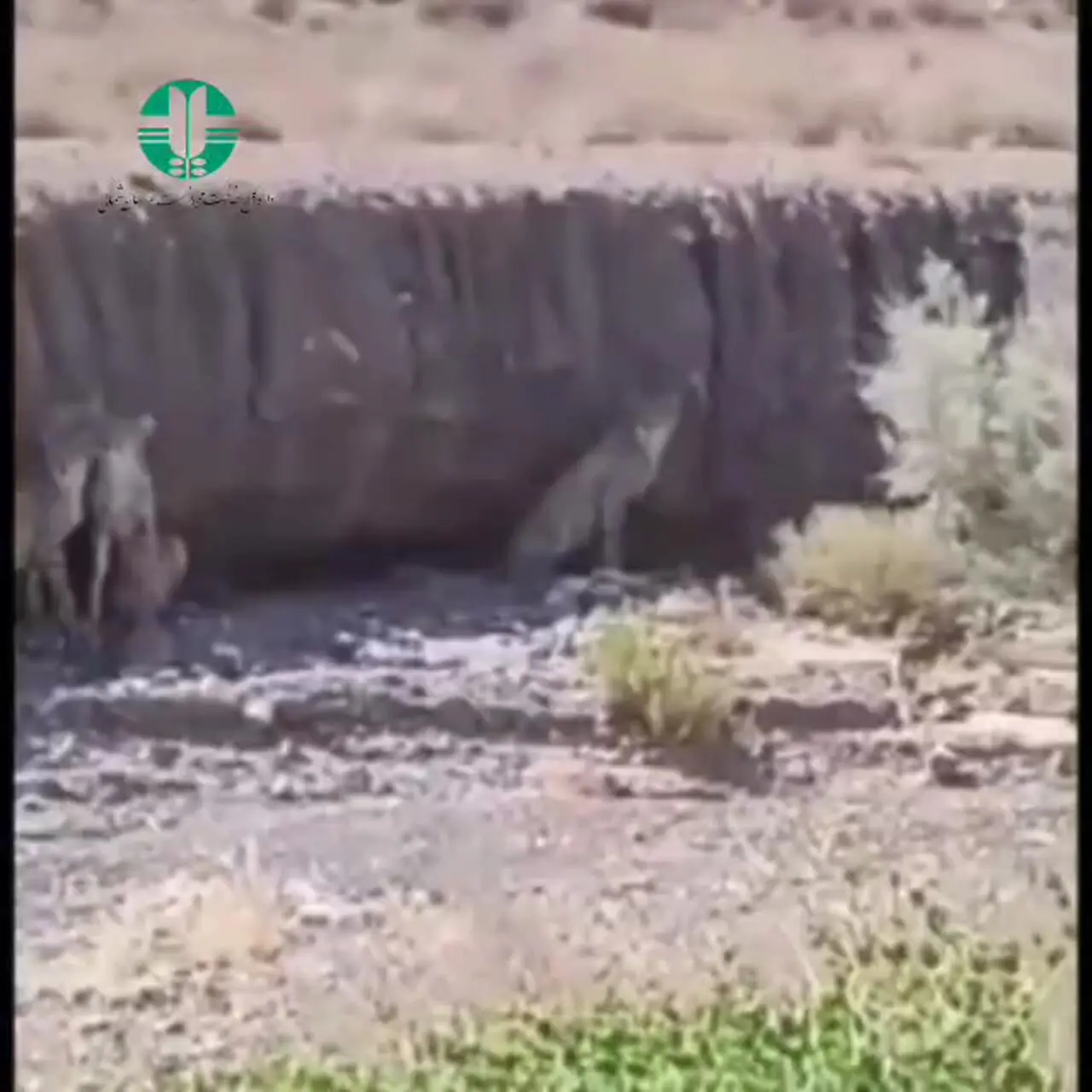 هلیا و توله‌هایش در زیستگاه یوزپلنگ‌های خراسان شمالی مشاهده شدند +‌ ویدئو